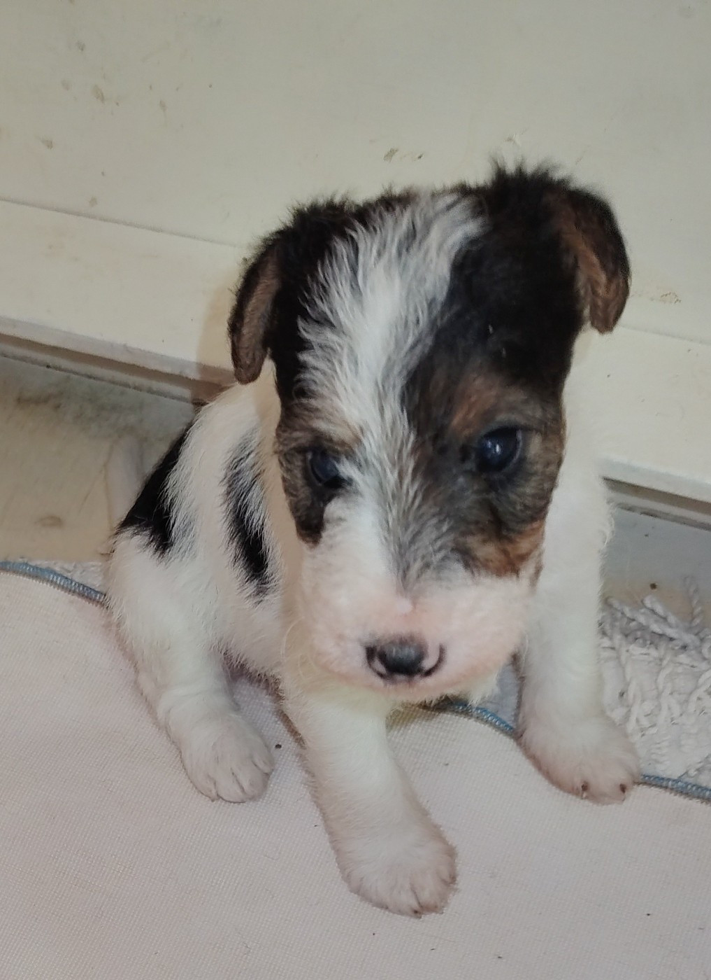 de Vallauris des astucieux - Chiots disponibles - Fox Terrier Poil Dur