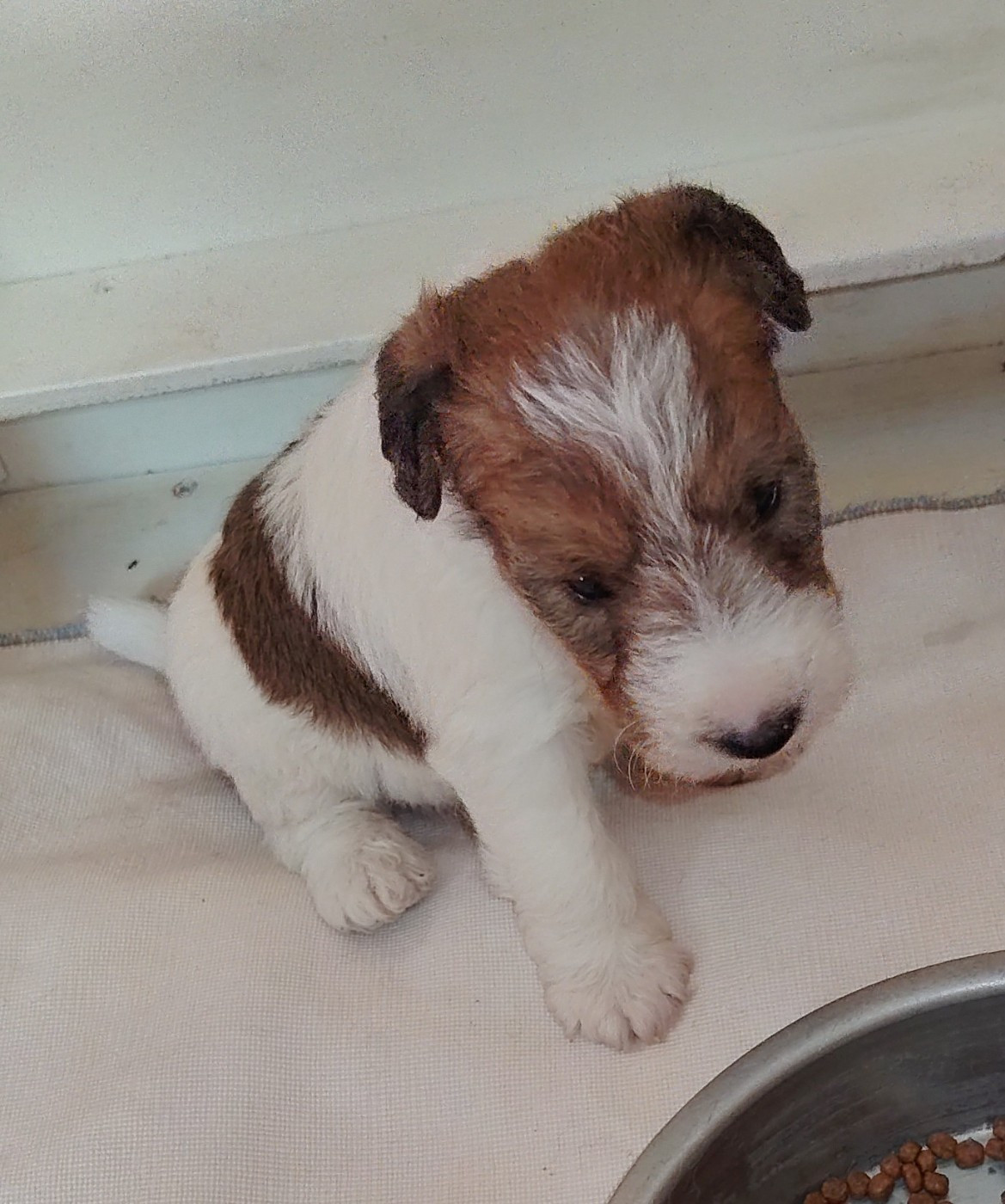 de Vallauris des astucieux - Chiots disponibles - Fox Terrier Poil Dur