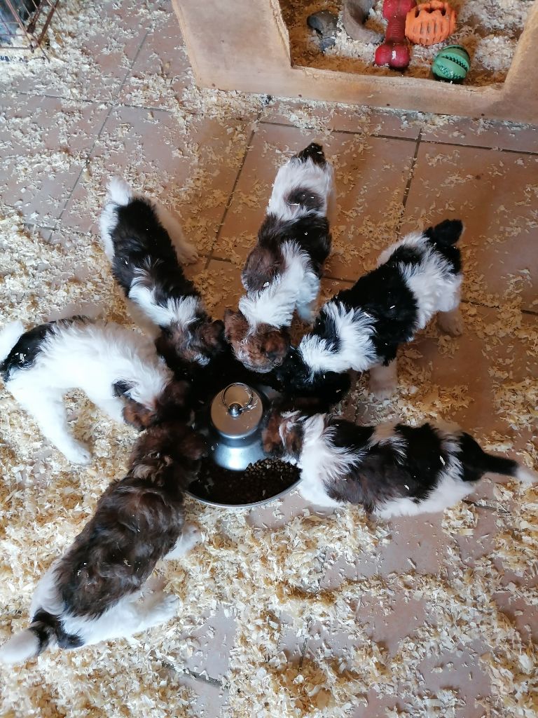 Chiot Fox Terrier Poil Dur de Vallauris des astucieux