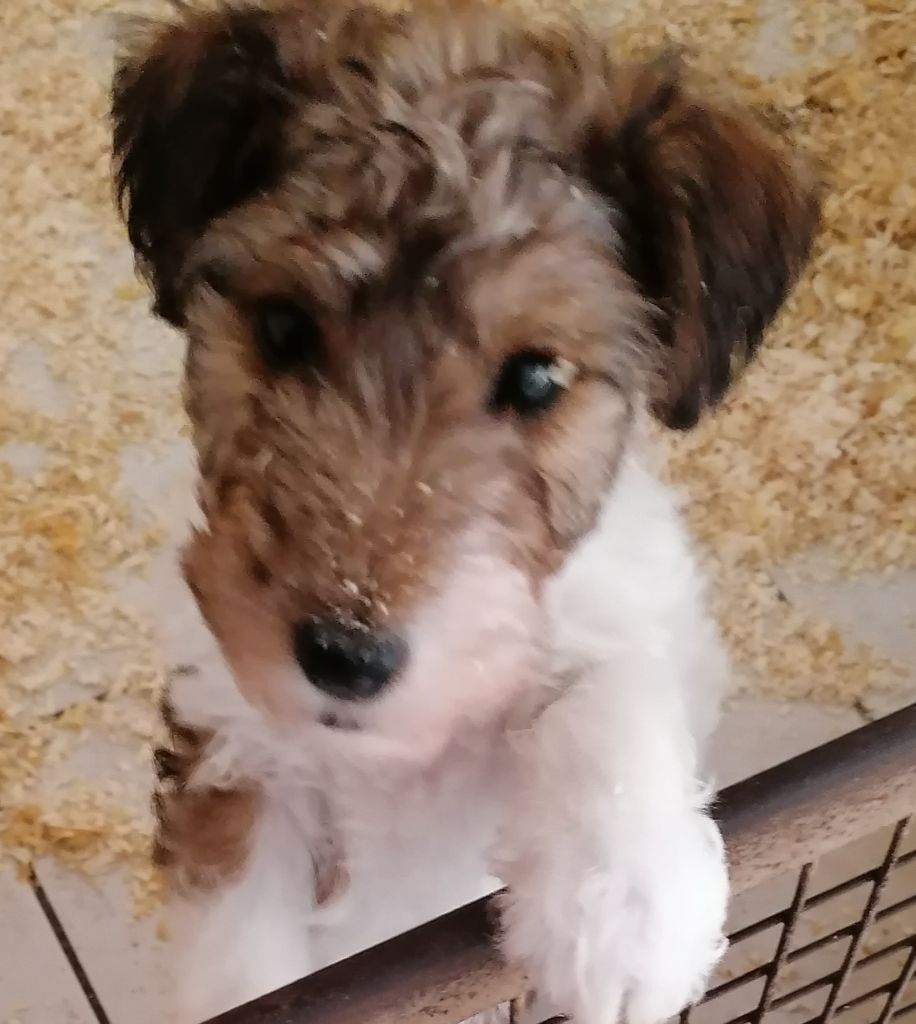 de Vallauris des astucieux - Chiots disponibles - Fox Terrier Poil Dur