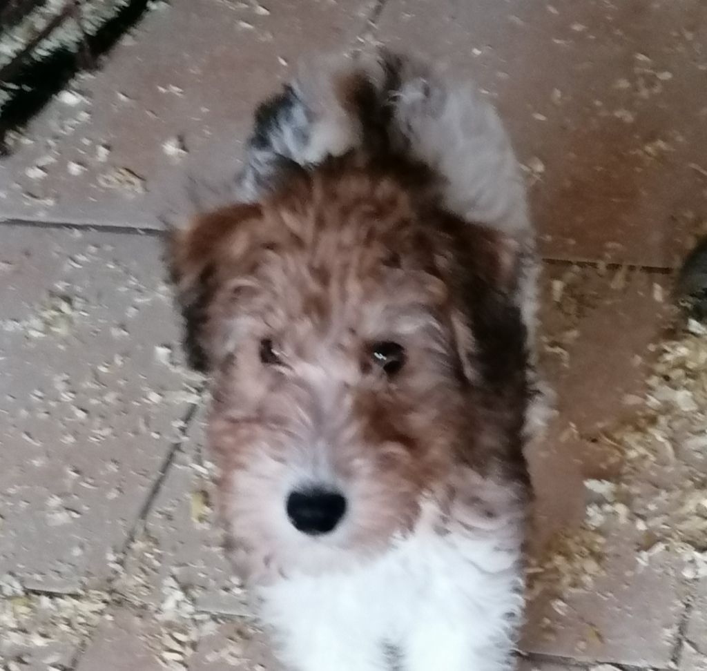 de Vallauris des astucieux - Chiots disponibles - Fox Terrier Poil Dur