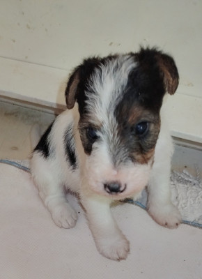 Chiot N°2