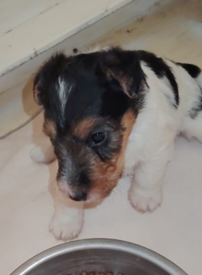 Chiot N°1