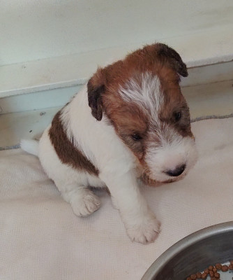 Chiot N°3