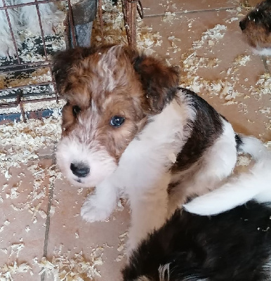 CHIOT 3