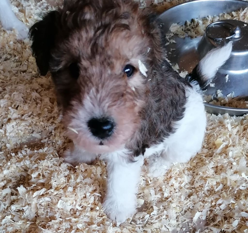 de Vallauris des astucieux - Chiots disponibles - Fox Terrier Poil Dur