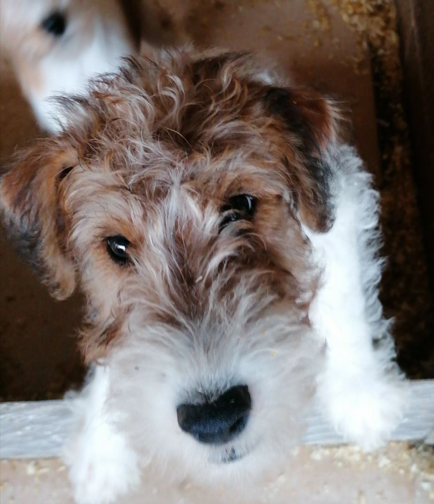 de Vallauris des astucieux - Chiots disponibles - Fox Terrier Poil Dur