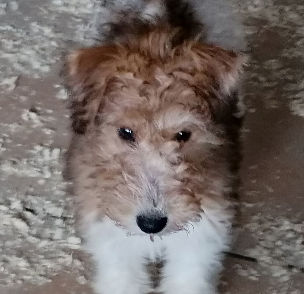 de Vallauris des astucieux - Chiots disponibles - Fox Terrier Poil Dur